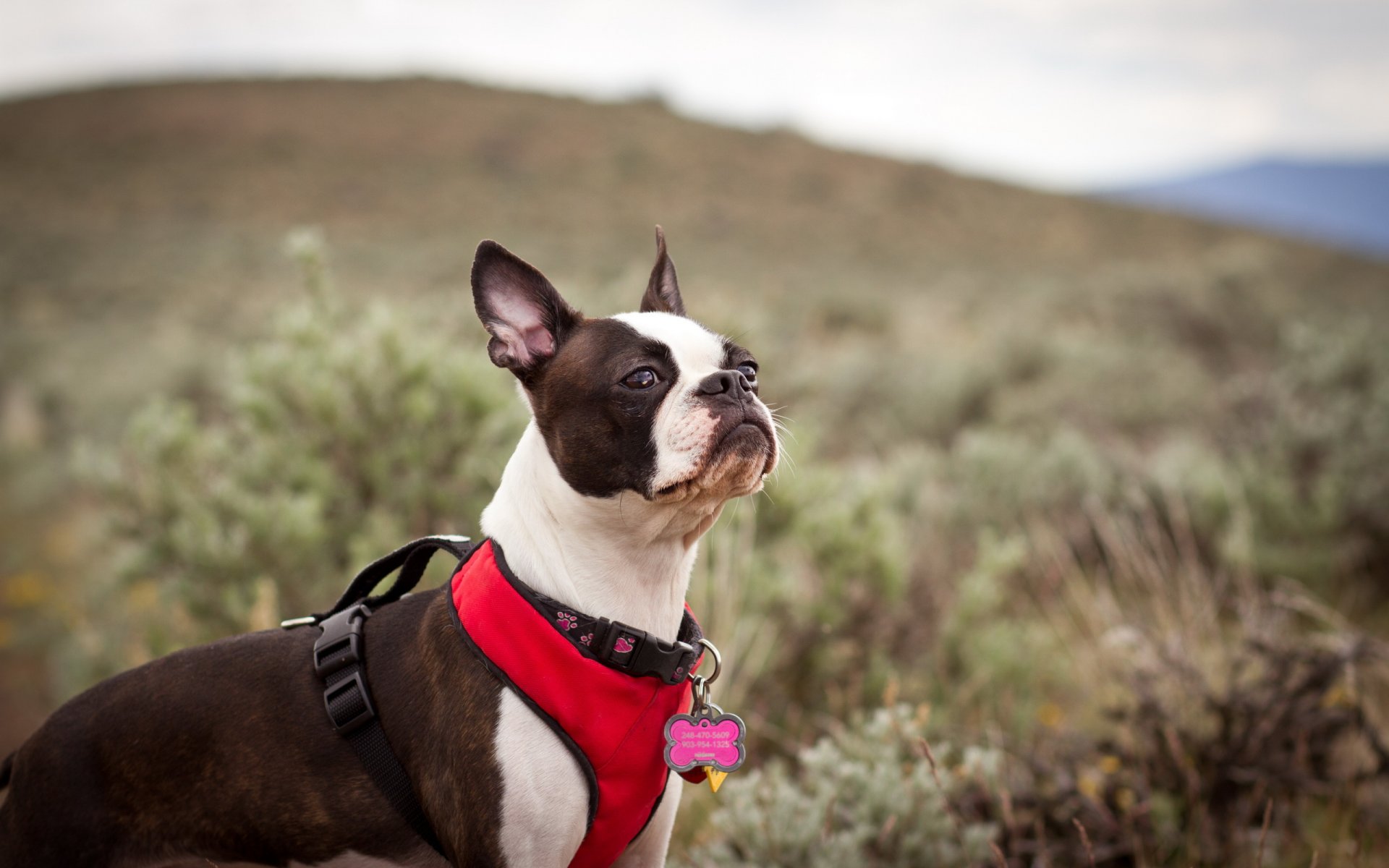 dog view other