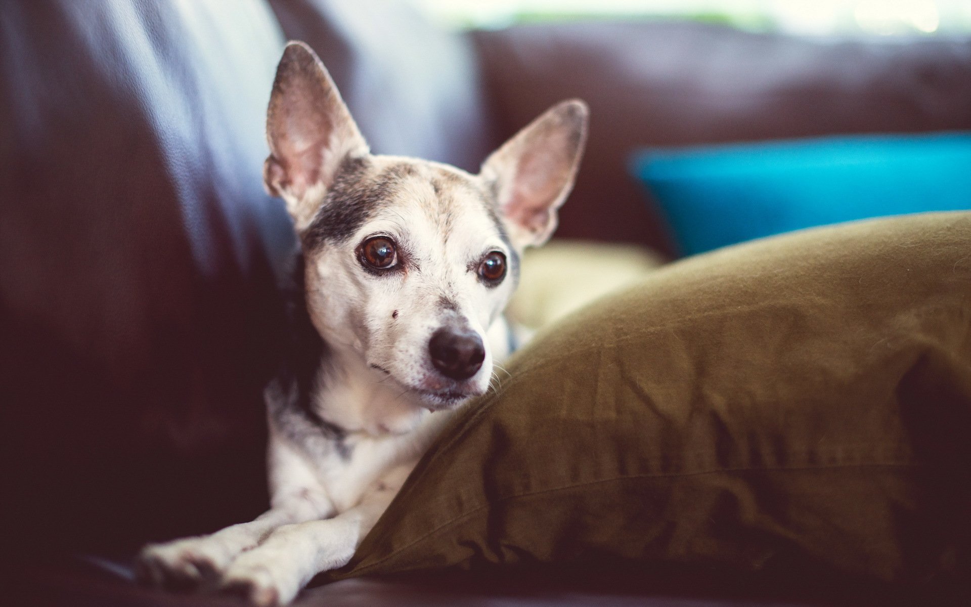 chien ami regard
