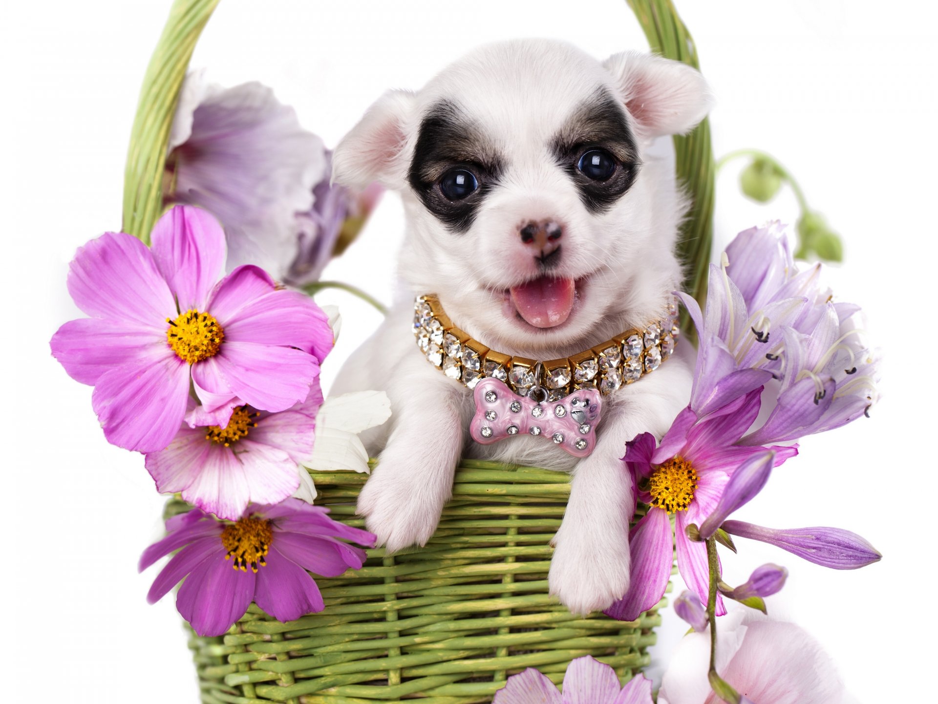 chien chiot chihuahua collier panier fleurs cosmea
