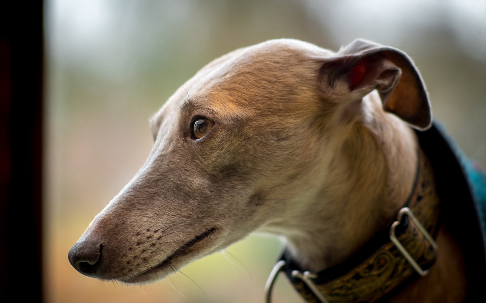 perro mirada amigo