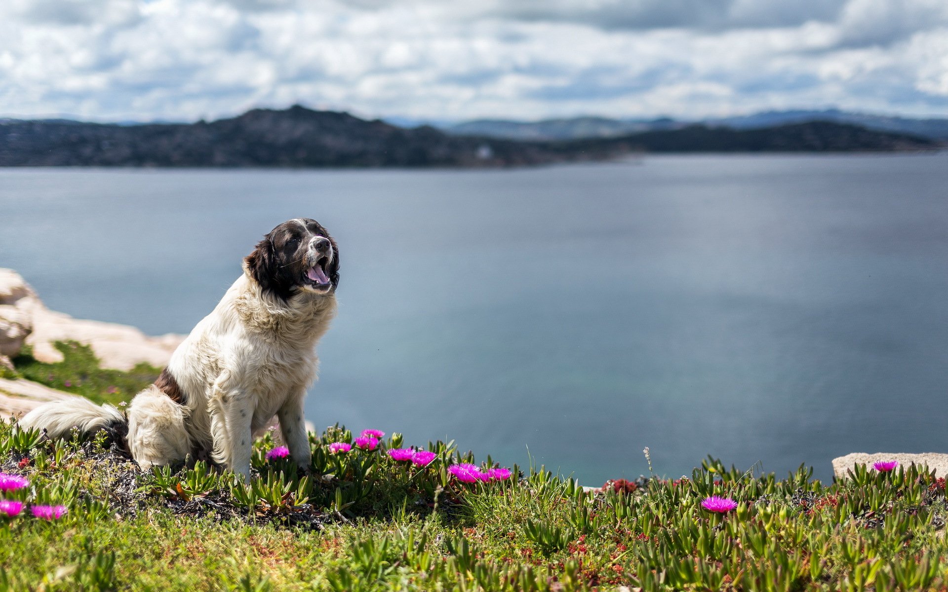 perro amigo naturaleza