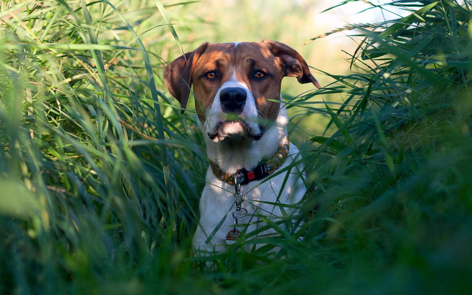 perro hierba mirada