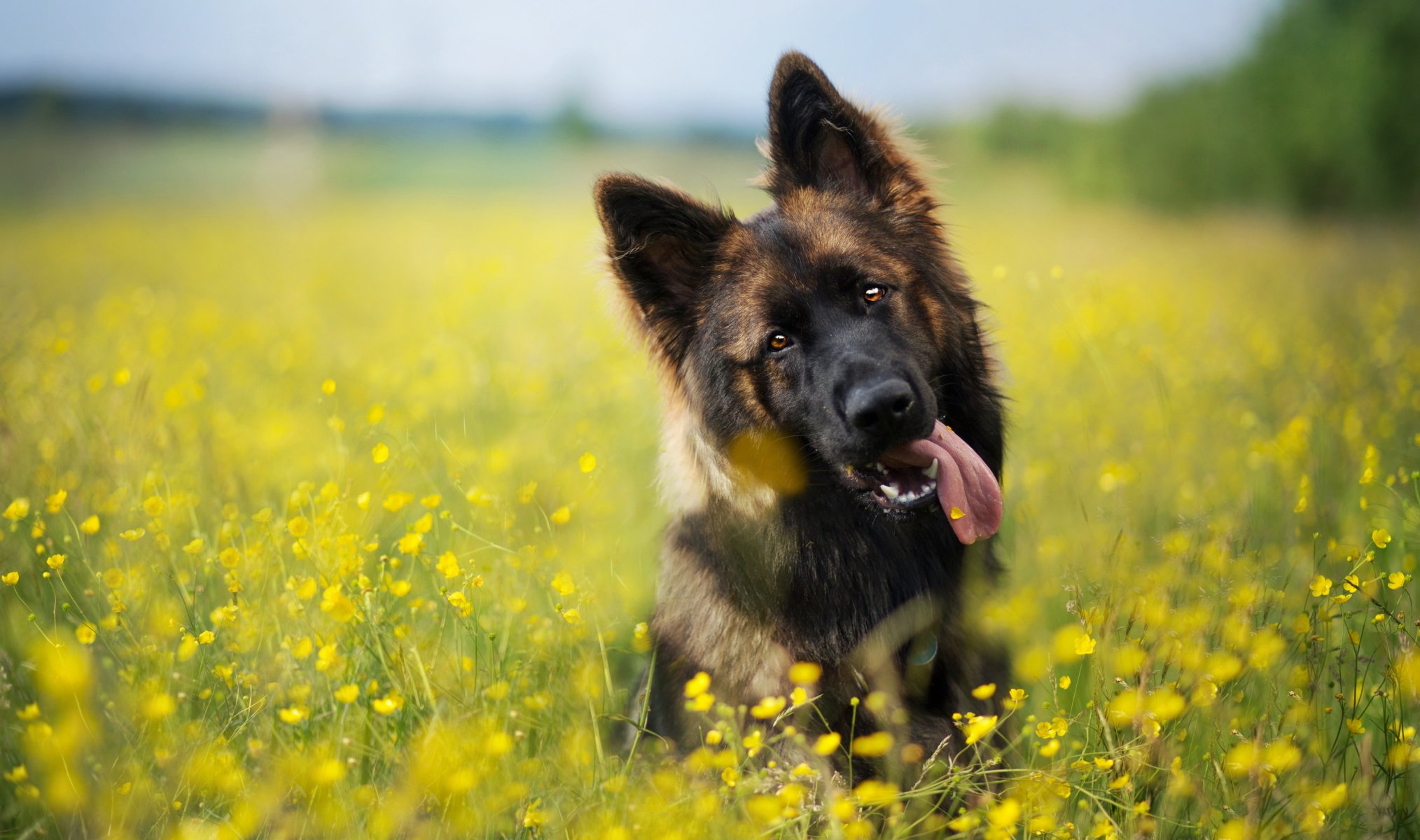hund blick freund sommer
