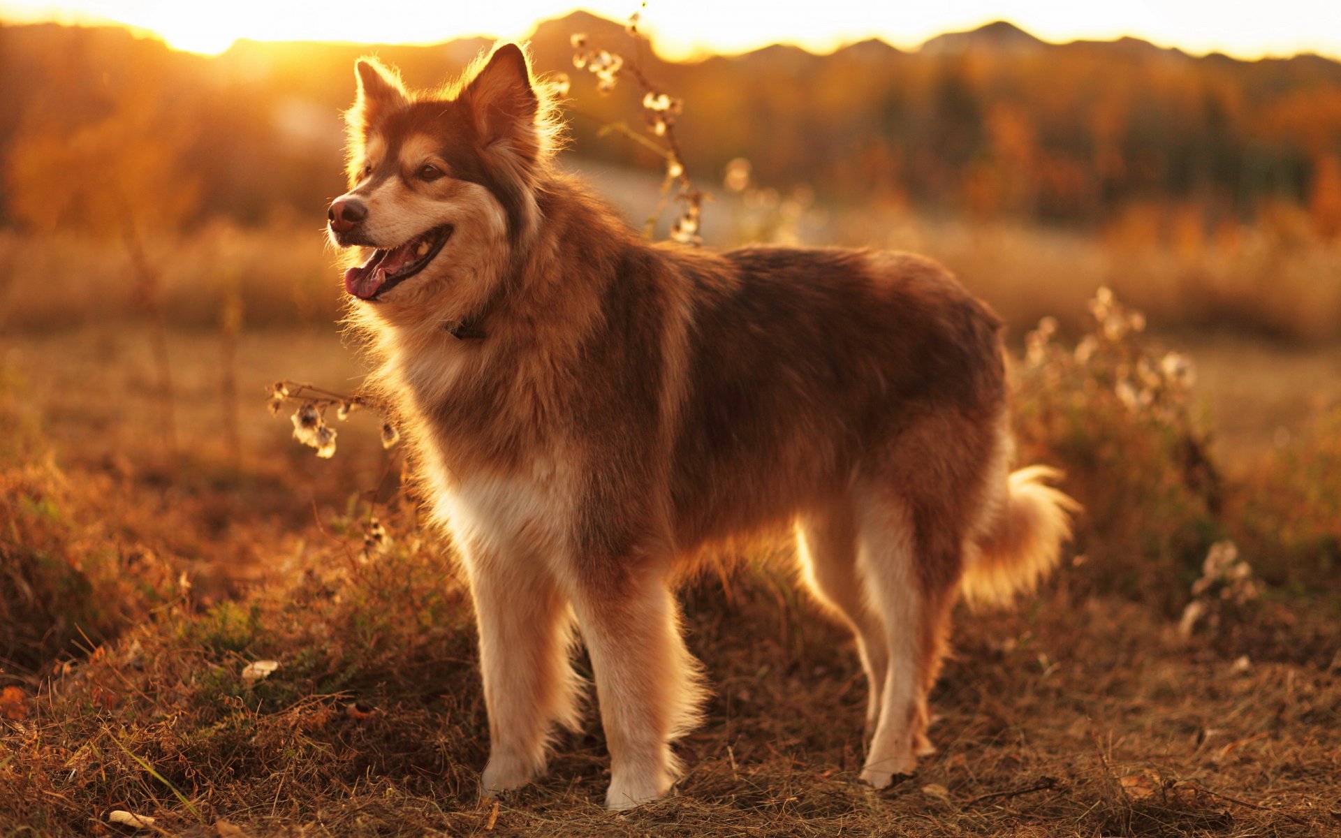 chien regard ami