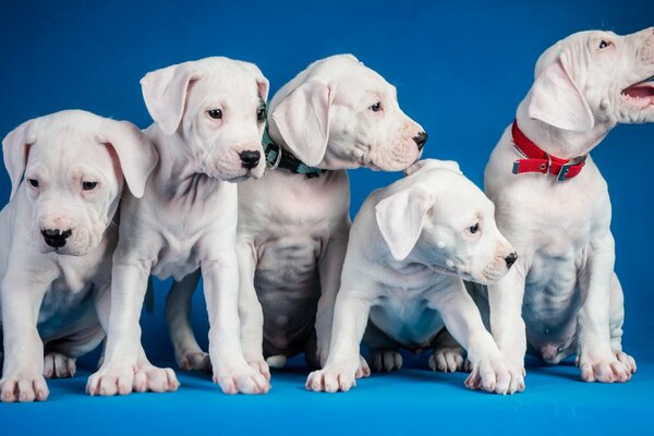 Photo of five light puppies