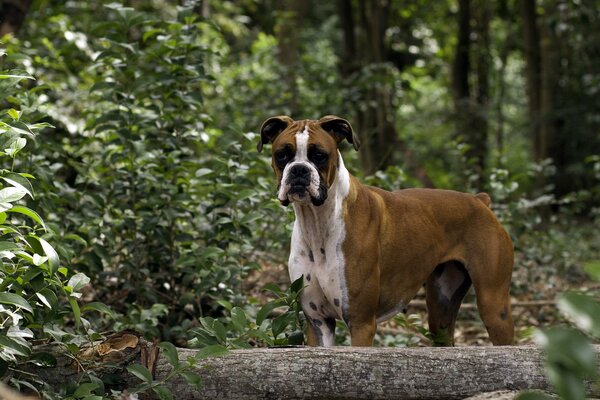 A dog on the background of the forest stands near a log