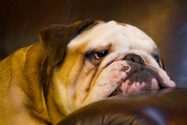 The tired face of an English bulldog