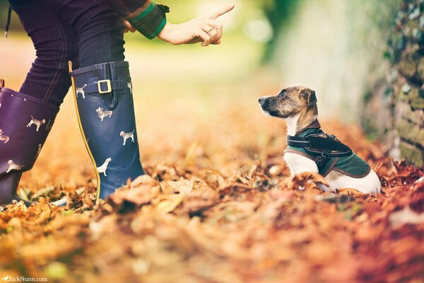 Foto colorida del perro de otoño
