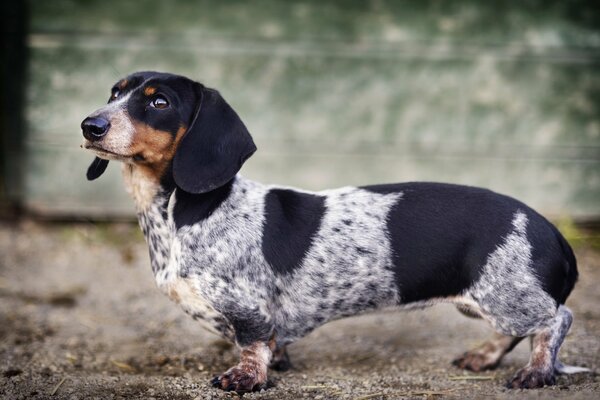 Spotted (weiß mit schwarz) Hund