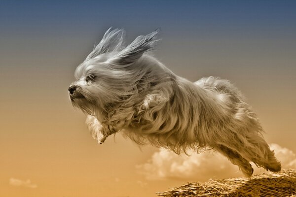 Chien moelleux en sautant sur fond de ciel