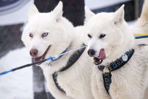 Due cani bianchi in un imbracatura