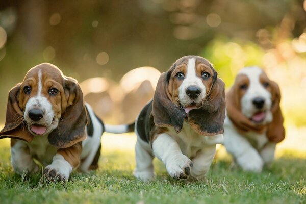 Perros corriendo con orejas grandes