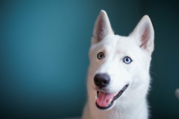 White Husky dog with blue eyes