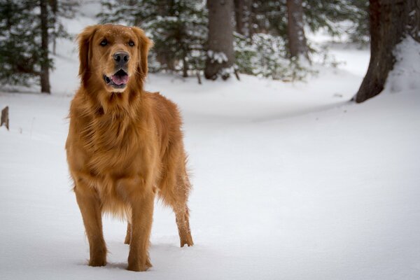 Perro rojo en la nieve fresca