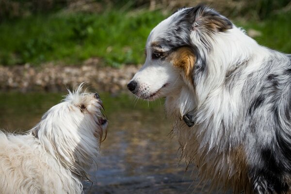 Grand et petit chien rencontré au hasard sur une promenade