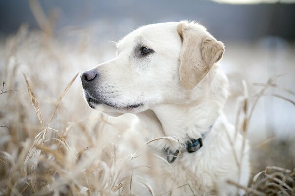 Ein Hund, der in die Ferne schaut