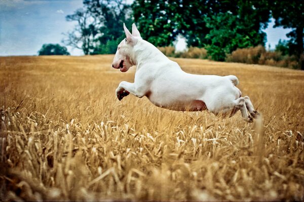 Jump to the dog in the field