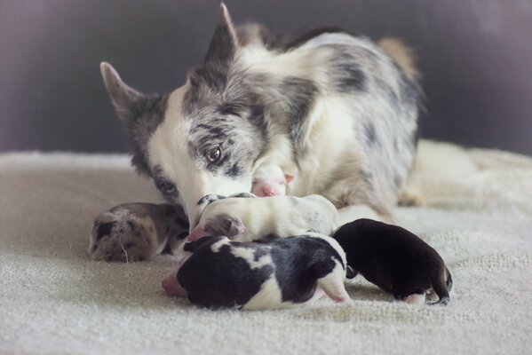 Chien et quatre chiots