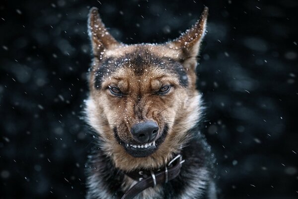 An angry dog wants to bite someone he doesn t like the dog