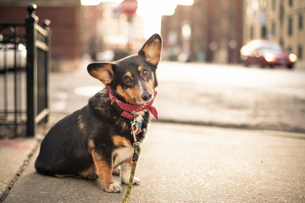 A dog in a collar looks at a friend