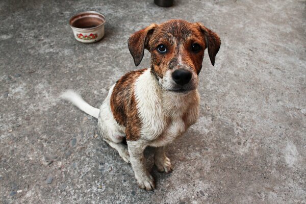 The piercing gaze of a hungry mutt