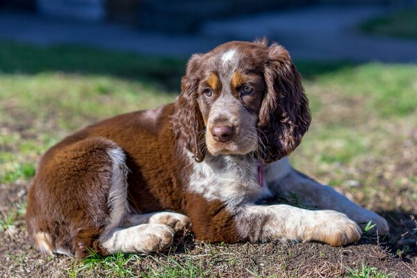 Ein Spaniel, der auf dem jungen Gras liegt
