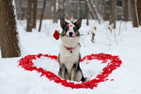 The dog portrays his love