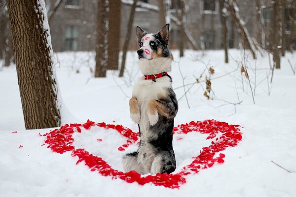 The dog portrays his devotion