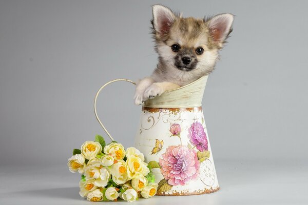 Mignon petit chiot dans une cruche