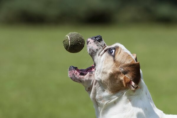 Cane che si allena con una palla da tennis