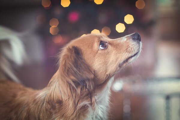 Der Hund schaut einen Freund an