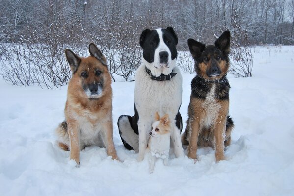 Three defenders guard the puppy