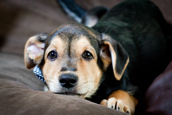 A wonderful puppy is lying on the couch