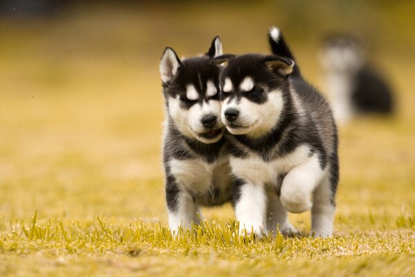 Cuccioli di husky carino, Husky sull erba