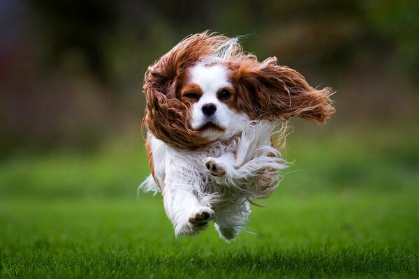 Lo spaniel corre sull erba per incontrare il fotografo