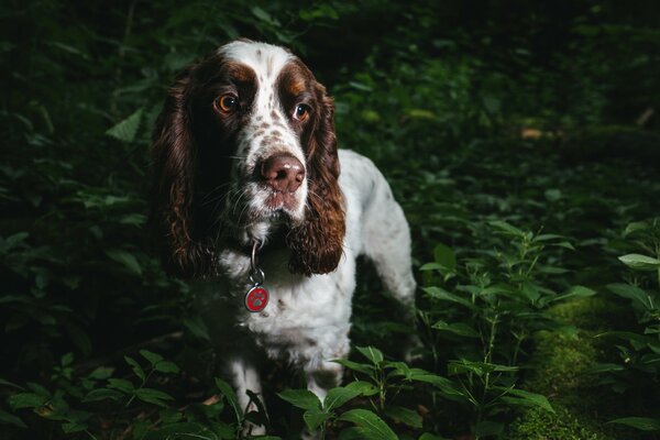 A sad dog in a dark forest
