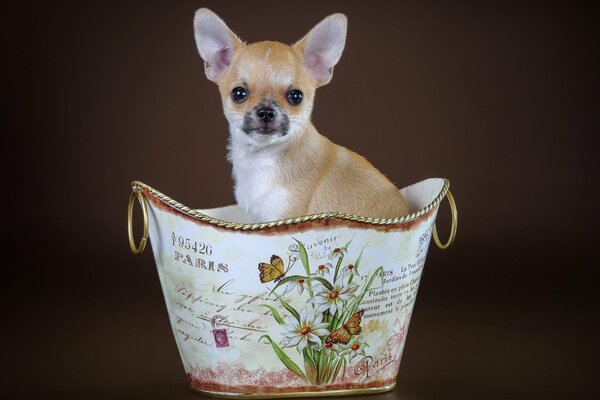 Cucciolo di Chihuahua seduto in un cestino