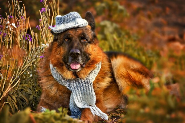 Cane da pastore in cappello e sciarpa su sfondo di erba