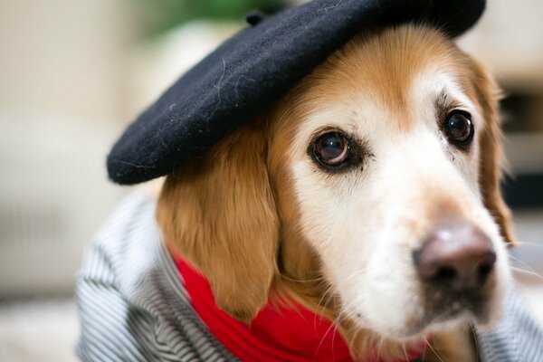 Chien dans un chapeau et une veste regarde dans les yeux