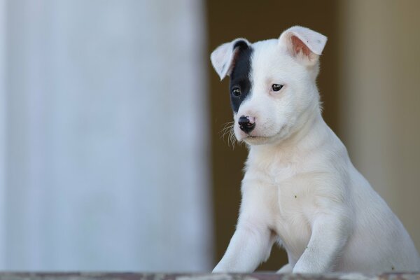 Cucciolo carino con orecchio nero
