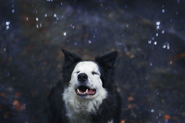 Chien-ami de l homme se réjouit de la neige