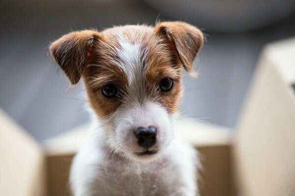 Petit chiot roux Shaggy