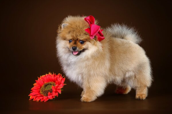 Cute little pomeranian puppy with a flower