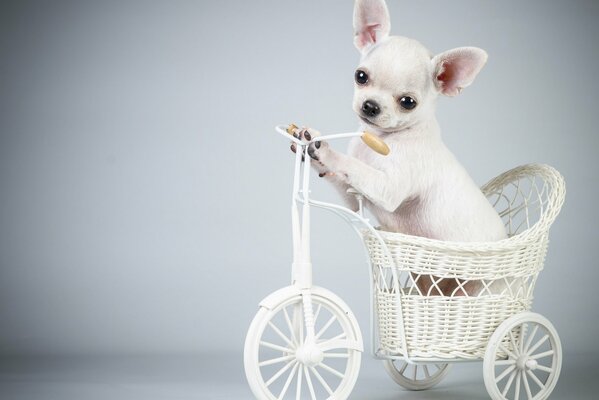 Chiot sur un vélo blanc