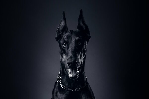 Doberman is a beautiful proud dog