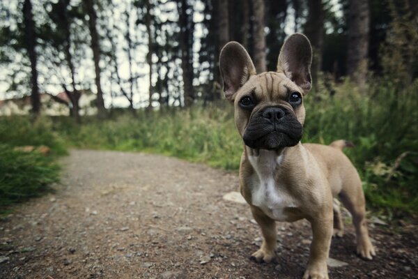 Photo d un chien dans la forêt, été