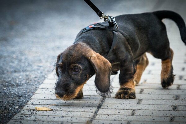 Hund sucht auf der Straße nach Spuren