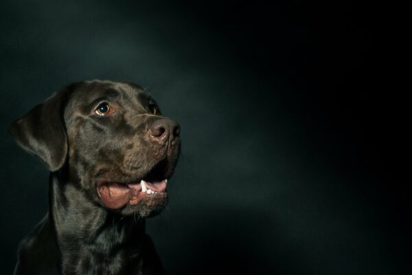 La mirada de un perro sobre un fondo negro