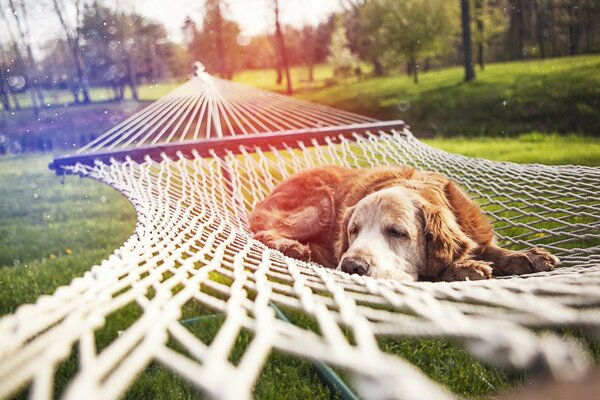 Cane sdraiato nel parco su un amaca