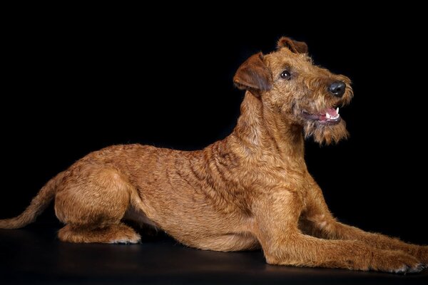Rousse chien regarde quelqu un
